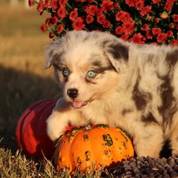 Australian Shepherd and Miniature Australian Shepherd Puppies from Sassy Lil Aussies