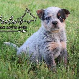 Lyric - Blue speckled female Australian Cattle Dog puppy in Waxahachie, Texas from MC Heelers