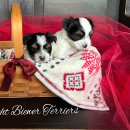 Biewer Terriers from Pure Delight Biewer Terriers