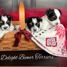 Biewer Terriers from Pure Delight Biewer Terriers