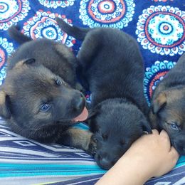 German Shepherd Puppies from Rose Valley German Shepherds
