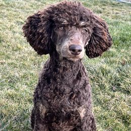 Moose - Poodle