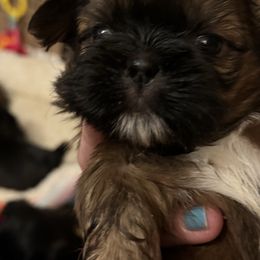 Male 1 - Red and tan male Shih Tzu puppy in Augusta, Maine from Zulas Shih Tzu of Maine