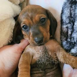 Yellow Smooth Girl - Red female Dachshund puppy in South Dakota from Grand River Dachshunds