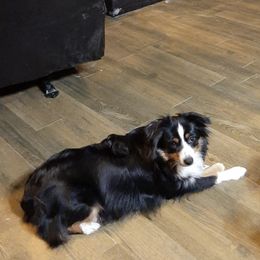 Miniature Australian Shepherd All Grown Up from Mikki's Toy Aussies