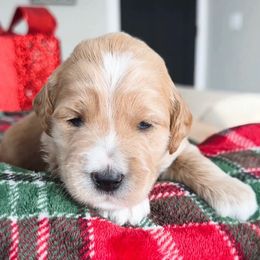 Frisbee - Apricot female Goldendoodle puppy in Sterling, Illinois from Charley's Goldendoodles