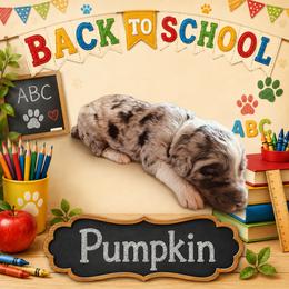 Pumpkin - Merle female Bernedoodle puppy in Julian, Pennsylvania from Happy Valley Doodles