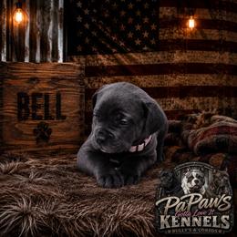 Bell - Gray female Cane Corso puppy in El Paso, Texas from PaPaws Gotta Love It Kennels