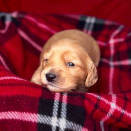 Comet - Cream male Dachshund puppy in Kingman, Arizona from Diddle Bros Dachshunds