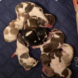 Dachshund Puppies from Deer Hollow Dachshunds
