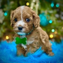 Queso - Red male Cavapoo puppy in Palm Beach County, Florida from Benji’s Cockapoos