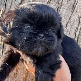 Magic - Black male Shih Tzu puppy in Bentonville, Arkansas from T & D Dachshunds by design