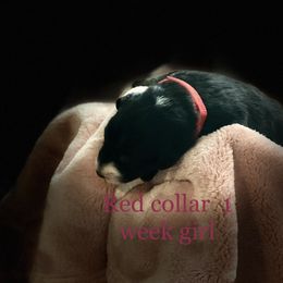 Australian Shepherd Puppies from Sydney’s Sweethearts