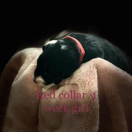 Australian Shepherd Puppies from Sydney’s Sweethearts