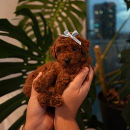 Macchi - Red  female Poodle puppy in Miami, Florida from COFFEE’S HEARTLINE POODLES
