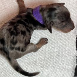 Dapper Dapple - Dapple male Dachshund puppy in Prescott, Arizona from Dachshund Family Love Breeders