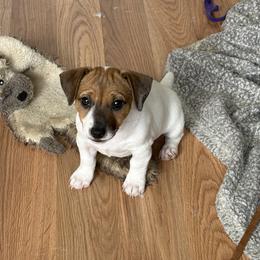 Border Collie and Jack Russell Terrier Puppies from CP FARMS BORDER COLLIES N JACKS CORP
