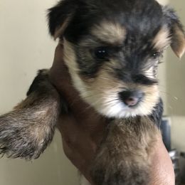 Yorkshire Terrier Puppies from FiFi-s Pups