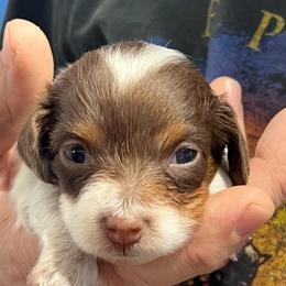 Girl 3  The Runt - Piebald female Dachshund puppy in Wichita, Kansas from Wild West Wiener Lovers