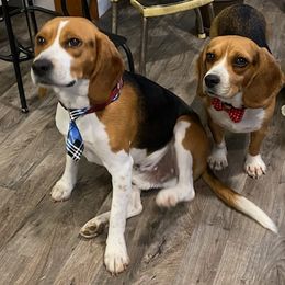 Beagles from Beagles and Blooms