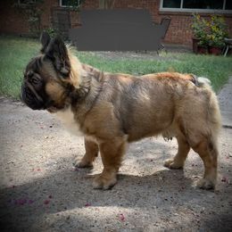 "Brass Monkey " French Bulldog All Grown Up from YZC Frenchies at 4C Ranch