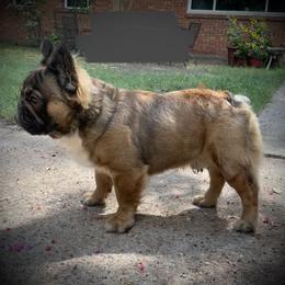 "Brass Monkey " French Bulldog All Grown Up from YZC Frenchies at 4C Ranch