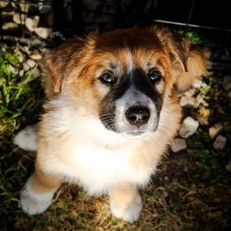 Rhys - Sable and white male English Shepherd puppy in Ozark, Missouri from Town & Country English Shepherds