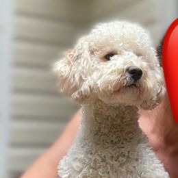 Chloe - Goldendoodle