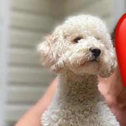 Chloe - Goldendoodle