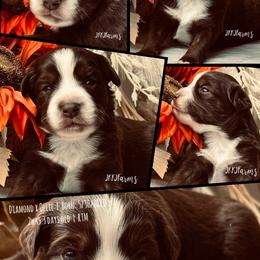 2 Armani, RTM - Red tri-color male Miniature American Shepherd puppy in Huntington, Texas from JKKJ Farms, LLC