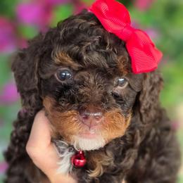 Cyndi Red Collar - Tri-color female Bernedoodle puppy in Vernon, Texas from Sugarland's Texas Goldendoodles