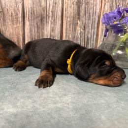 Male 2 - Black and rust male Doberman Pinscher puppy in Aplington, Iowa from Royal Dynasty Dobermann Kennel