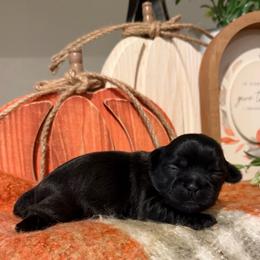 Boy 1 - Black male Shih Tzu puppy in Lexington, North Carolina from SCS Shih Tzus
