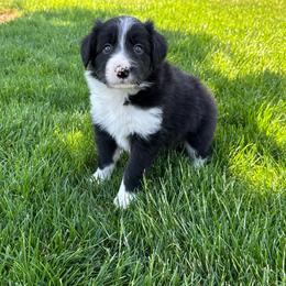 Girl 2 - Black and white female Border Collie puppy in Centerville, Washington from Forthright Farms