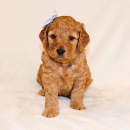 Goldendoodle Puppies from Celebrity Doodles DFW
