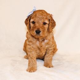 Goldendoodle Puppies from Celebrity Doodles DFW