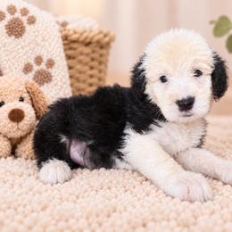 Yellow - Gray and white male Old English Sheepdog puppy in Iowa from Midwest Puppy Paws