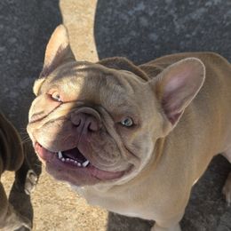 Frank - French Bulldog