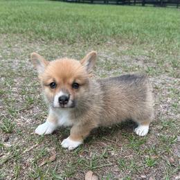 Girl 1 - Red female Pembroke Welsh Corgi puppy in Ocala, Florida from Rivermont Farm