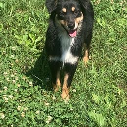 Tess - Miniature Australian Shepherd