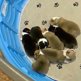 Pembroke Welsh Corgi Puppies from FG's Corgis