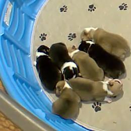 Pembroke Welsh Corgi Puppies from FG's Corgis