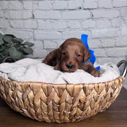 Boy 4 Pick- Med. Goldendoodle - Red  male Goldendoodle puppy in Piedmont, South Carolina from The Farm at Saluda Ridge