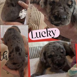 LUCKY - Merle female Great Dane puppy in Bolivar, New York from Prophecy Danes