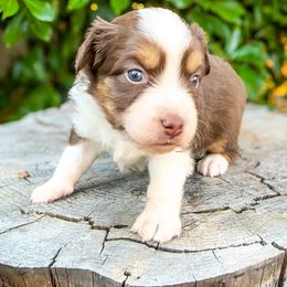 Kailua - Red tri Miniature Australian Shepherd puppy in Shingletown, California from Whiskeytown Aussies