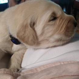 "Poppy, born 2/6/2020 (Goldendoodle)" Goldendoodle, Golden Retriever, and Sheepadoodle Puppies from Guppy Puppies