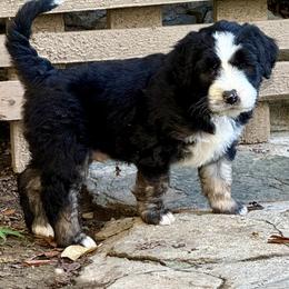 Boy 2 - male Barbado da Terceira puppy in Frederick, Maryland from New World Barbado da Terceira