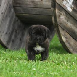 Americana's OZAI - Black brindle male Cane Corso puppy in Cable, Ohio from Americana Cane Corso