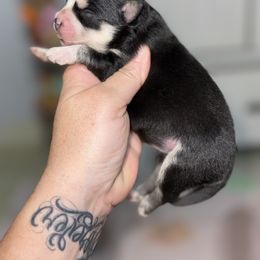 Pandy - Black and white female Pomsky puppy in Casa Grande, Arizona from Arizonas Pomsky Squad