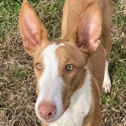 Helena - Ibizan Hound